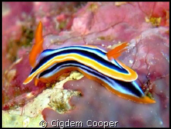 Pjyama chromodorid by Cigdem Cooper 